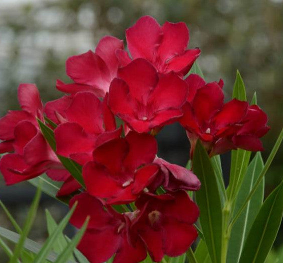 Oleander- Nerium oleander - pflegeleichter Kübelstar vom Mittelmeer