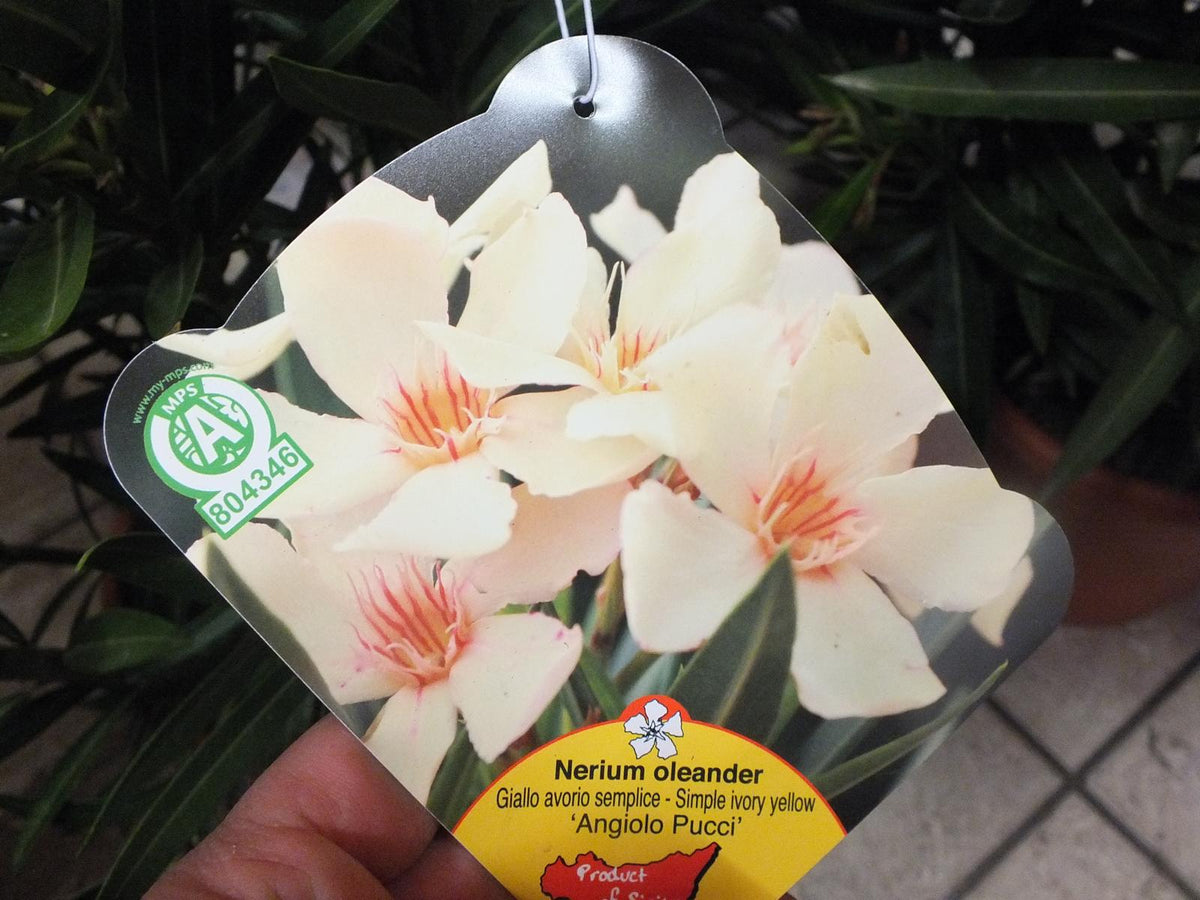 Oleander- Nerium oleander - pflegeleichter Kübelstar vom Mittelmeer
