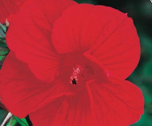 Riesenhibiskus  Staudenhibiskus Hibiscus moscheutos