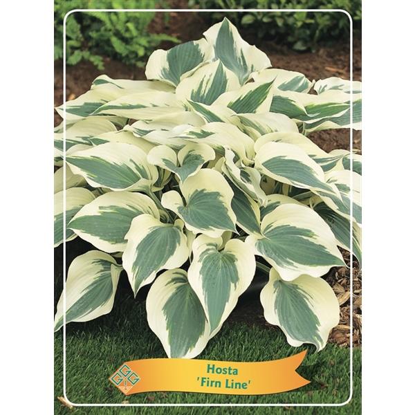 Hosta - Funkien - Herzblattlilien verschiedene Sorten Staude Beetpflanze