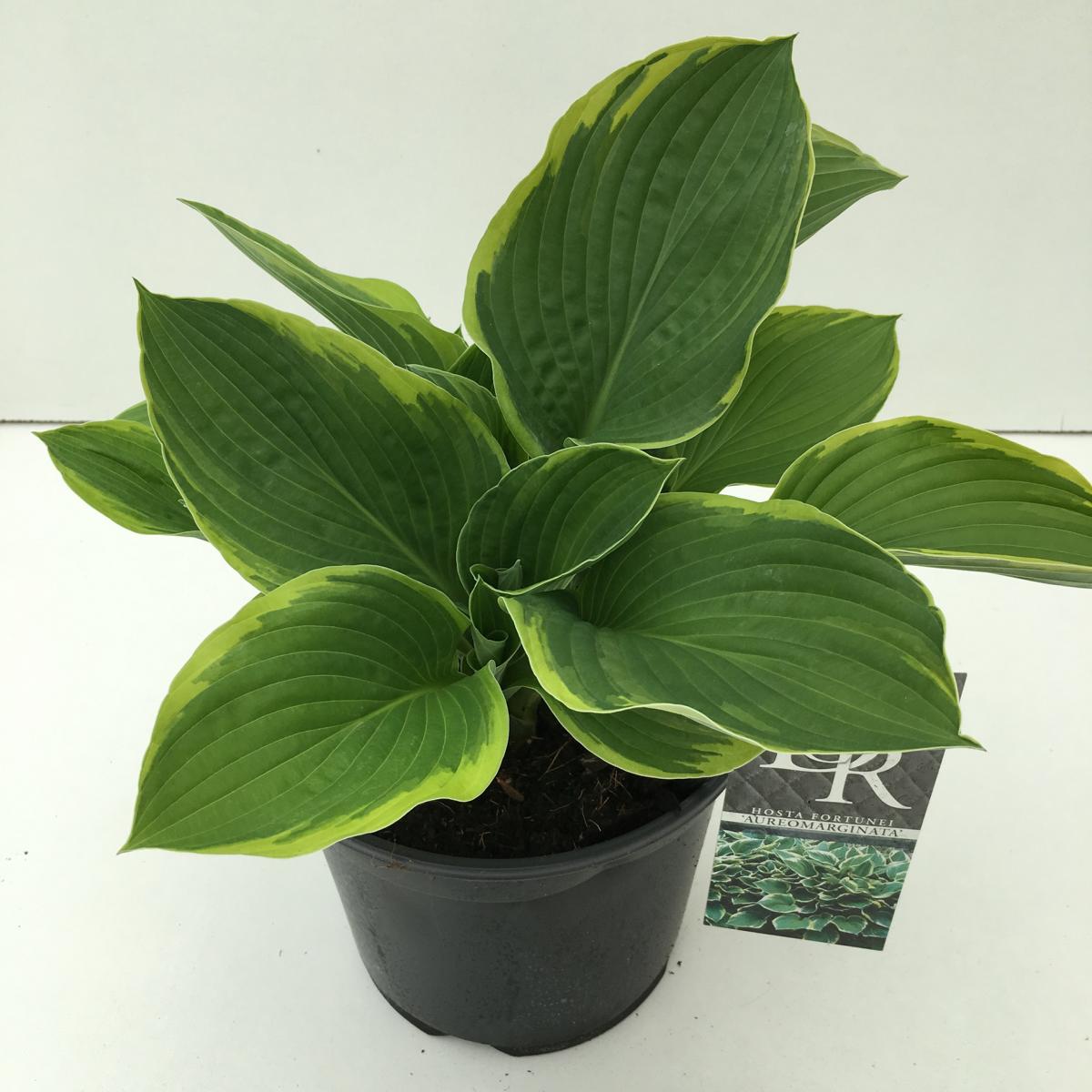 Hosta - Funkien - Herzblattlilien verschiedene Sorten Staude Beetpflanze
