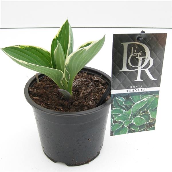 Hosta - Funkien - Herzblattlilien verschiedene Sorten Staude Beetpflanze