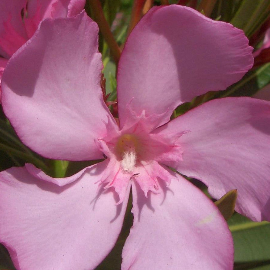 Oleander- Nerium oleander - pflegeleichter Kübelstar vom Mittelmeer