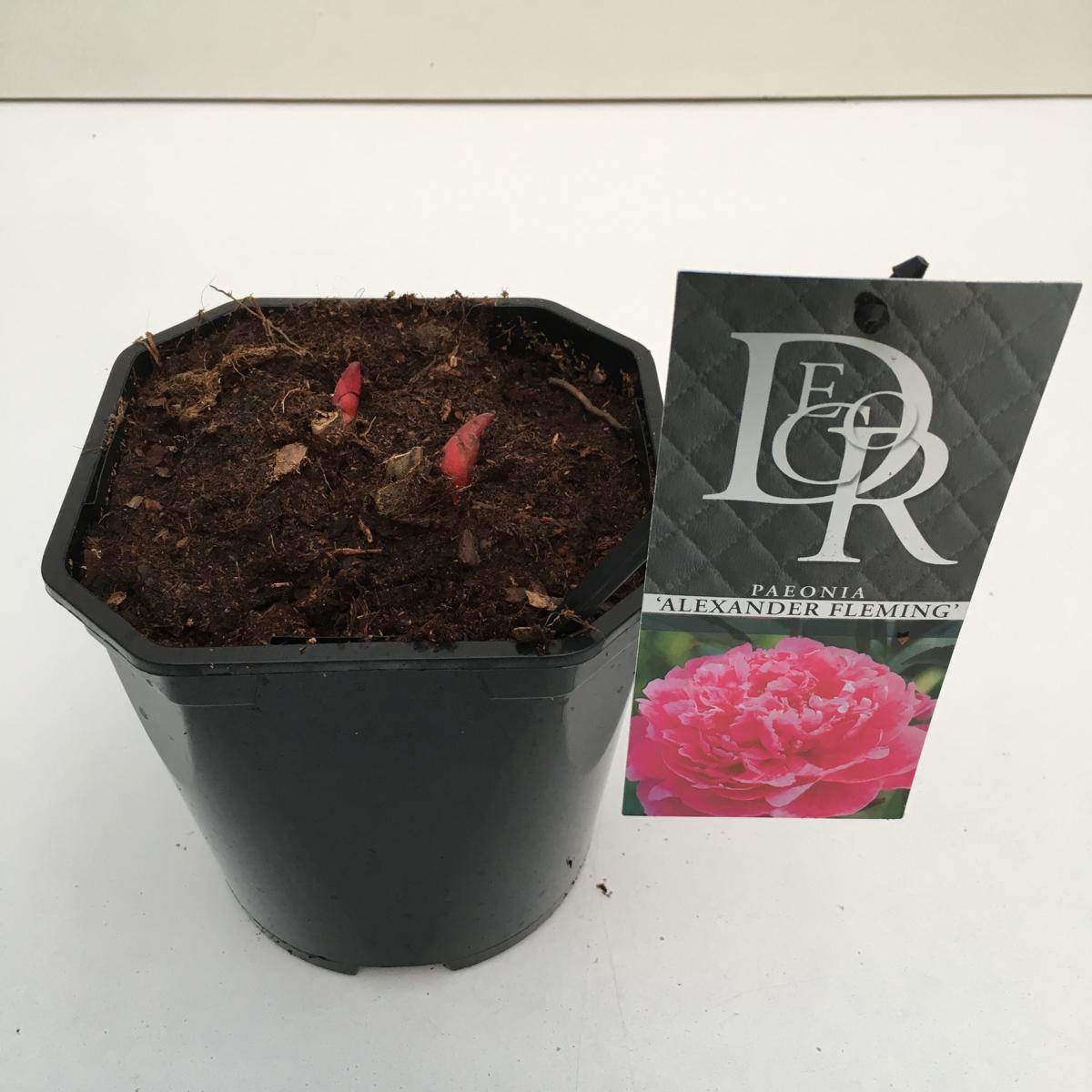 Pfingstrosen - Paeonia - Päonien - duftend - winterhart