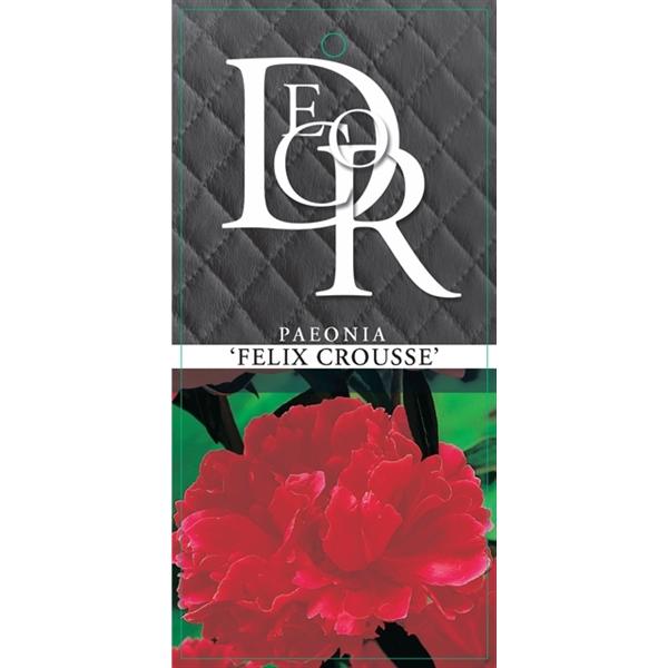 Pfingstrosen - Paeonia - Päonien - duftend - winterhart