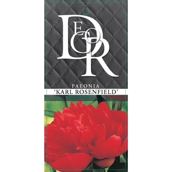 Pfingstrosen - Paeonia - Päonien - duftend - winterhart