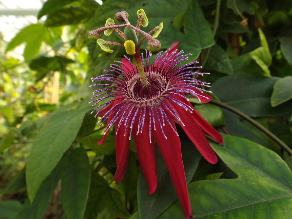 Winterharte Passionsblume - exotische Schönheit - mehrjährige Kletterpflanze