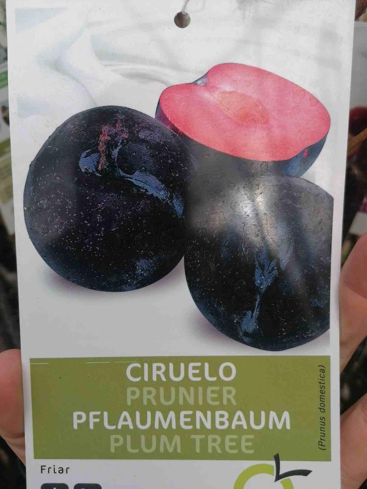Pflaumenbaum - Prunus domestica - Pflaume - Obstbaum