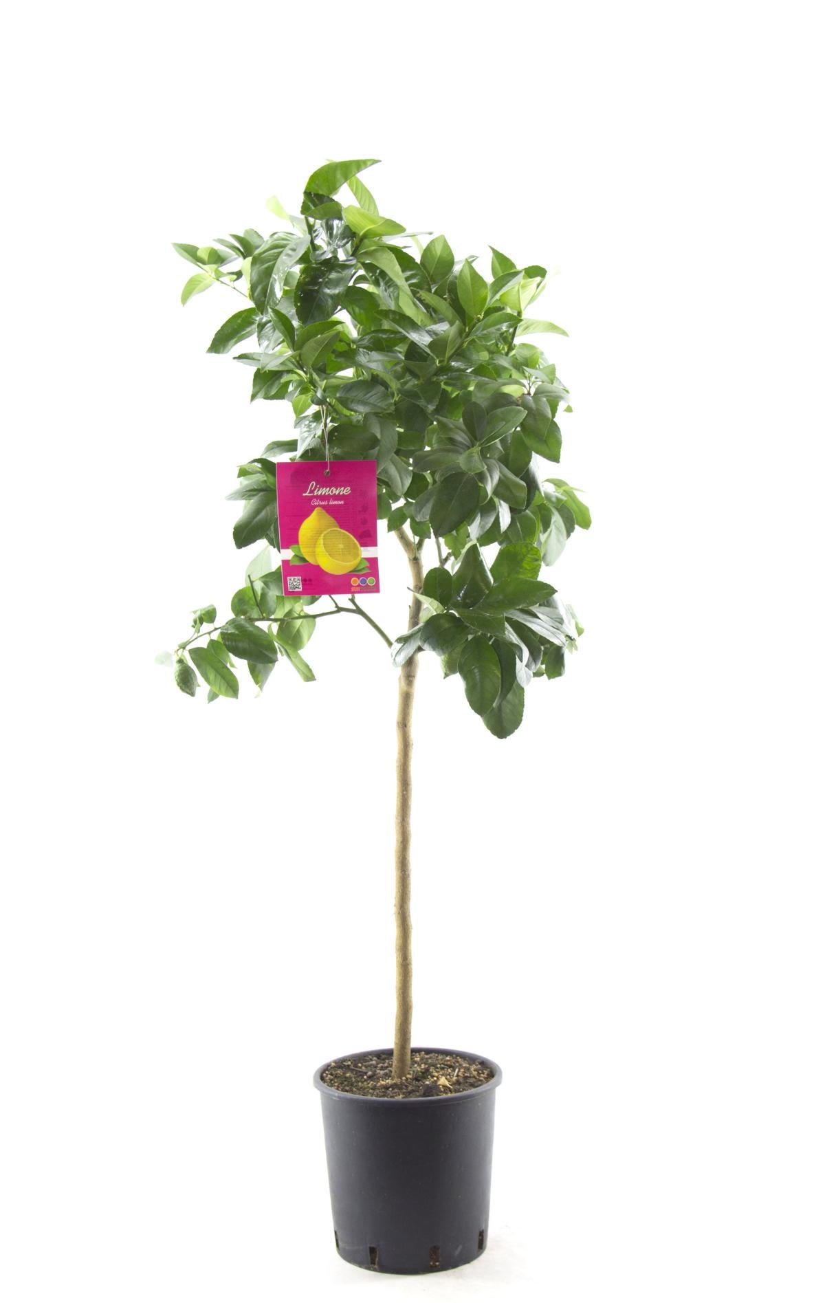 Citrus limon lunario - Echter Zitronenbaum - Vier-Jahreszeiten-Zitrone