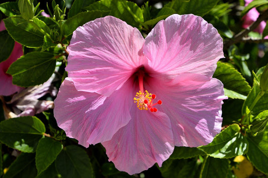 Riesenhibiskus  Staudenhibiskus Hibiscus moscheutos