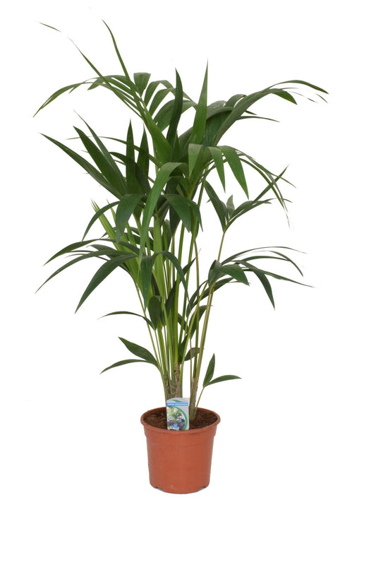 Kentia Palme - Howea forsteriana