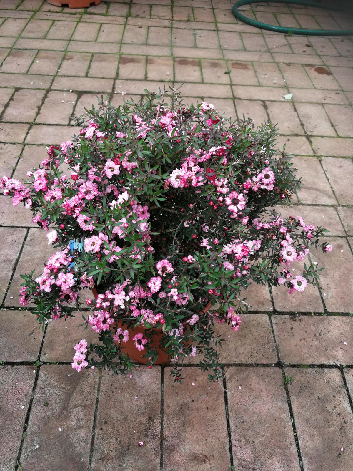 Myrta z jižního moře 40-45 cm Leptospermum scoparium - Manuka