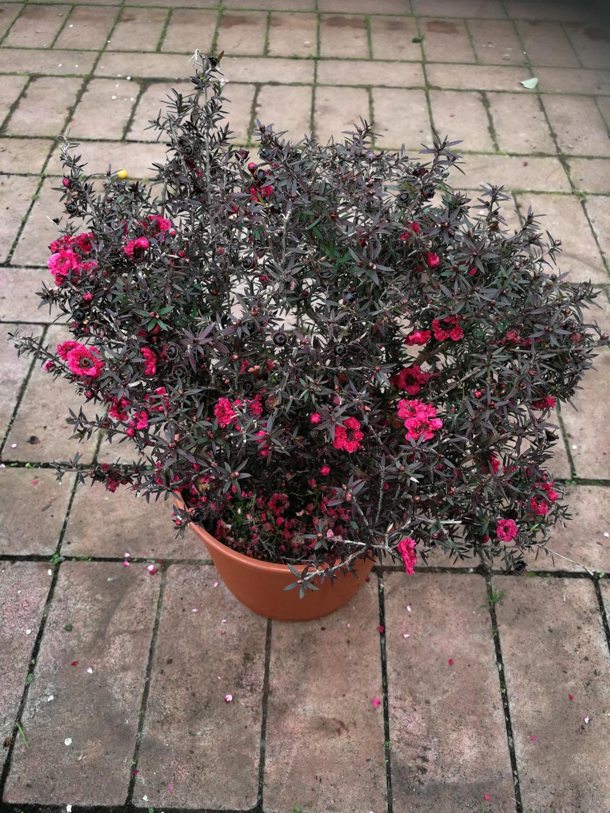 Myrta z jižního moře 40-45 cm Leptospermum scoparium - Manuka
