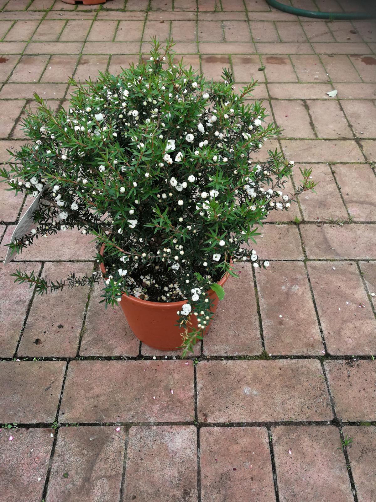 Myrta z jižního moře 40-45 cm Leptospermum scoparium - Manuka