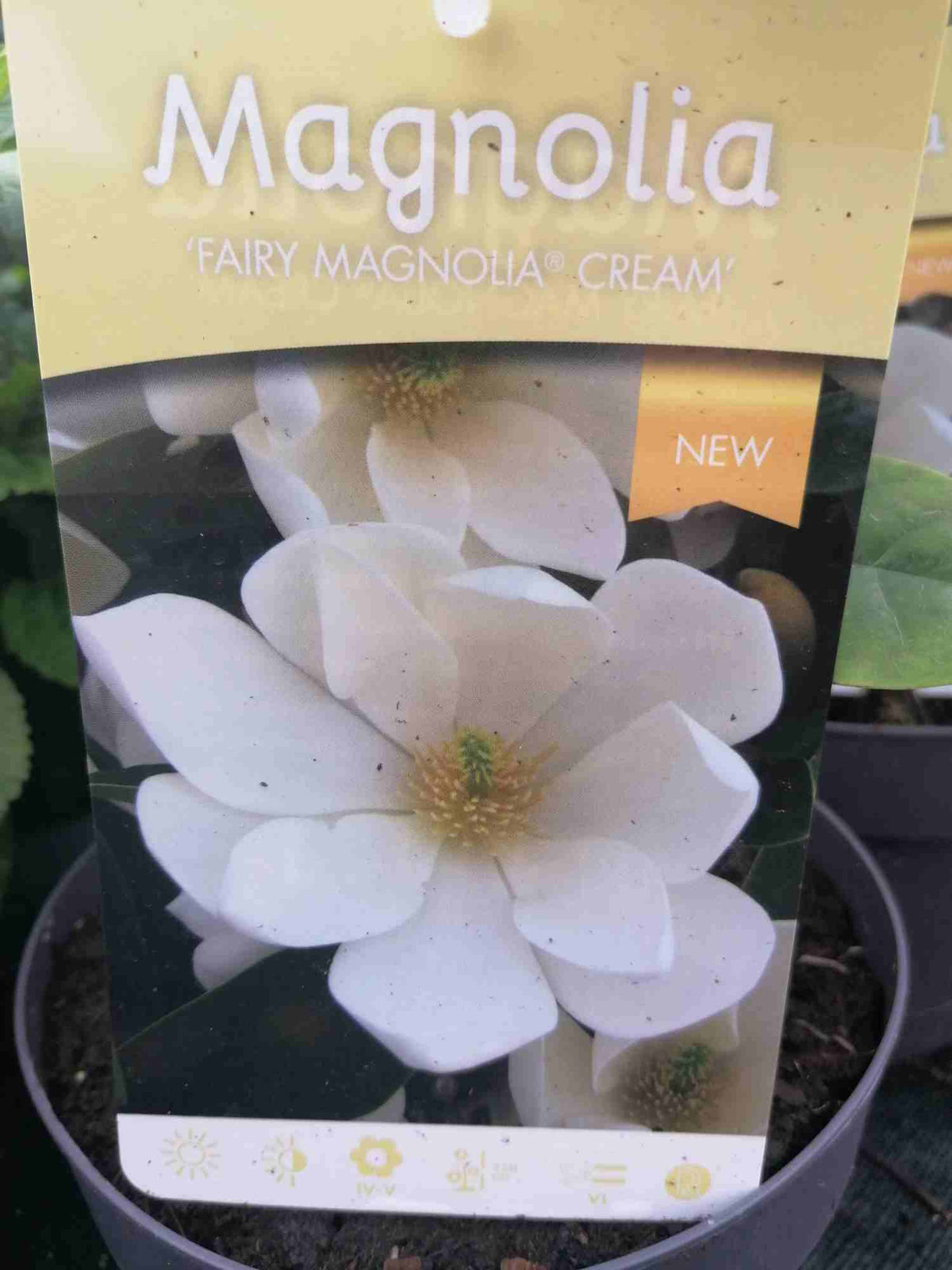 Magnolie - Magnolie - Tulipán Magnolie - Tulipánovník - Keř