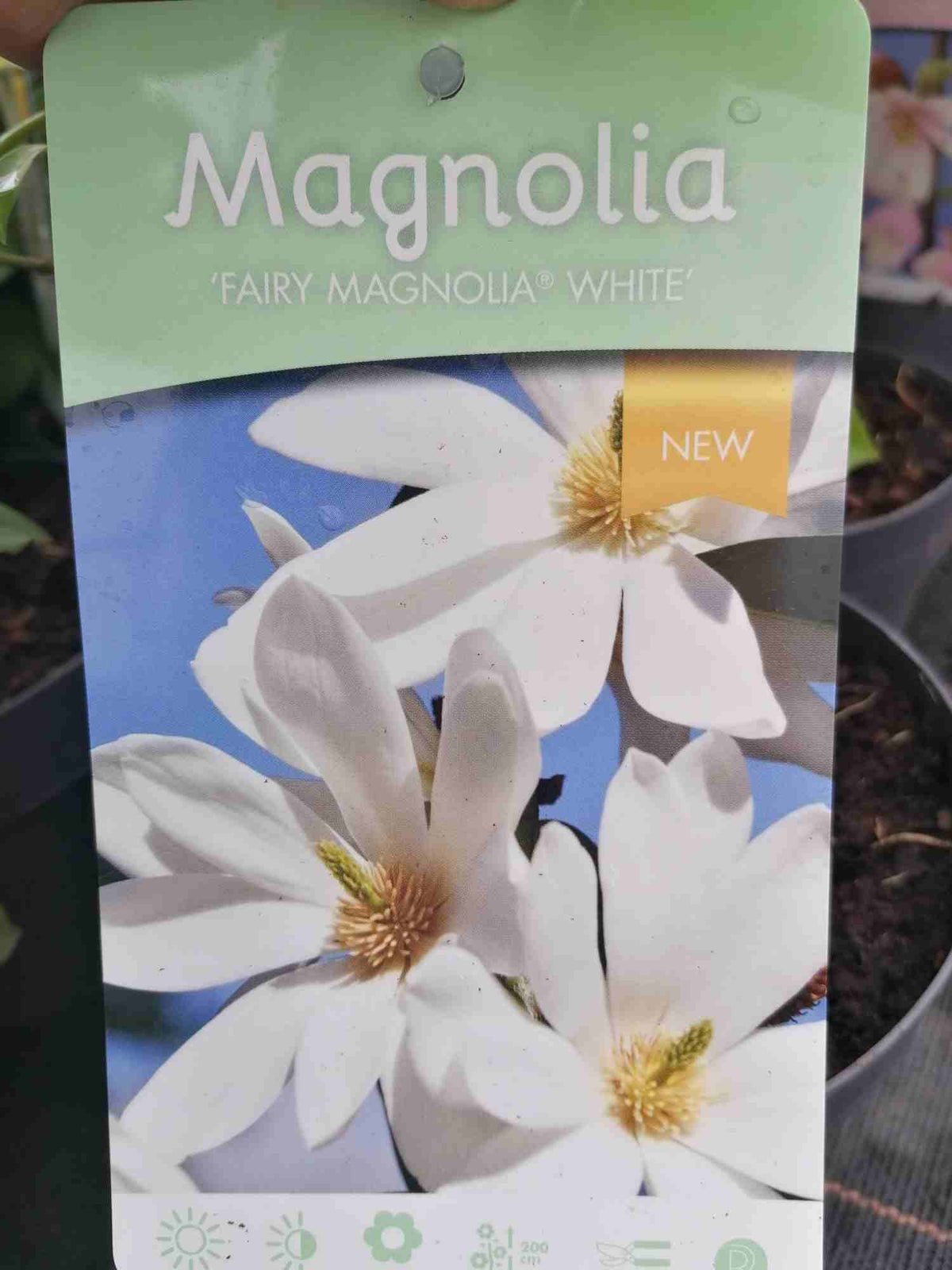 Magnolie - Magnolie - Tulipán Magnolie - Tulipánovník - Keř