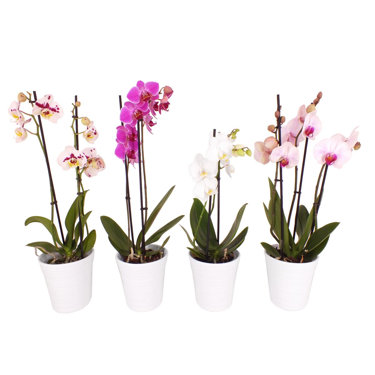 Phalaenopsis 50 cm 2 stonky - Orchideje - Květinová orchidej