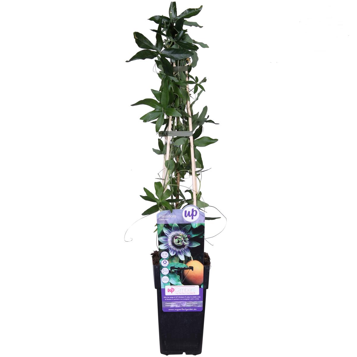 Winterharte Passionsblume - exotische Schönheit - mehrjährige Kletterpflanze