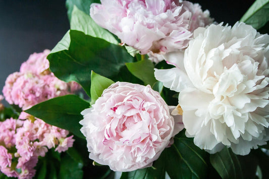 Pfingstrosen - Paeonia - Päonien - duftend - winterhart