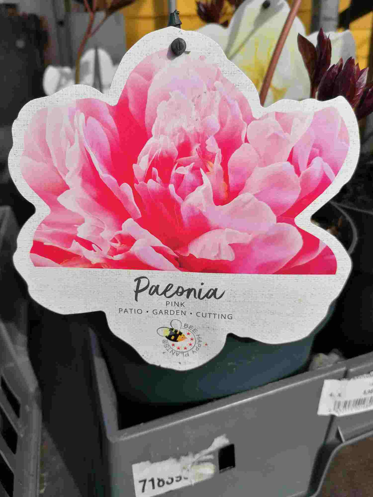 Pfingstrosen - Paeonia - Päonien - duftend - winterhart