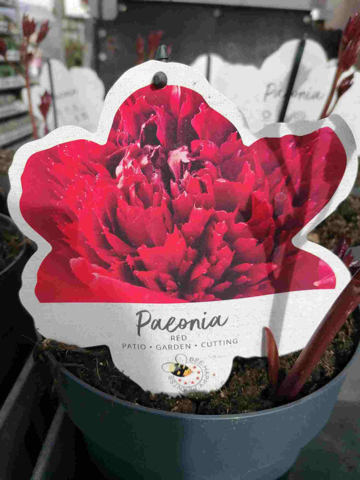 Pfingstrosen - Paeonia - Päonien - duftend - winterhart