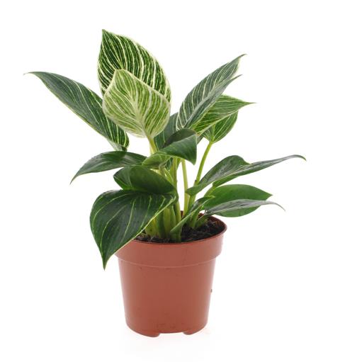 Philodendren  - Philodendron - Baumfreund - grünes Paradies im Wohnzimmer