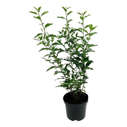Prunus lusitanica 'Angustifolia'  Portugiesischer Kirschlorbeer Heckenpflanze