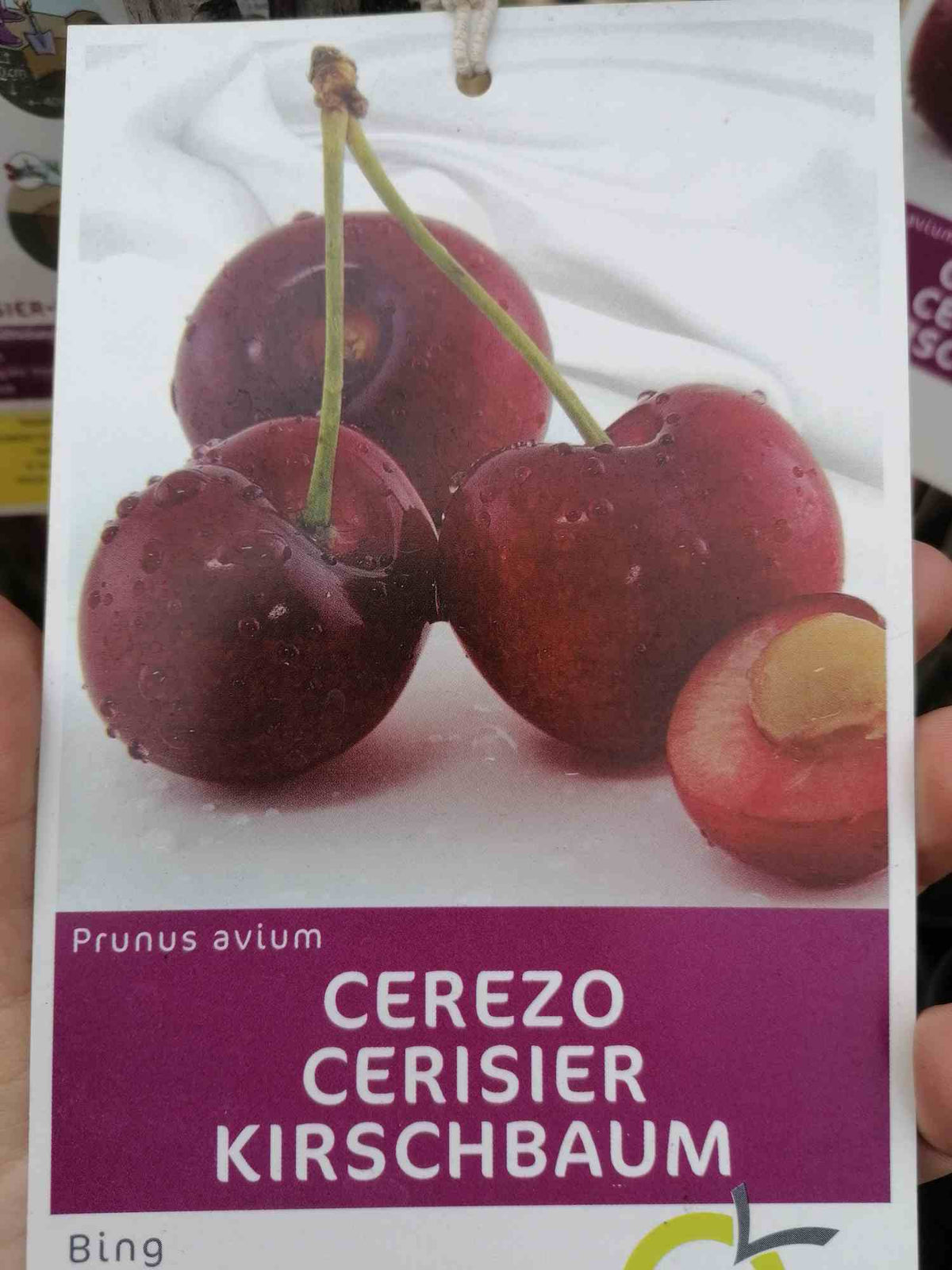 Třešeň - Prunus avium - Třešně - Ovocný strom