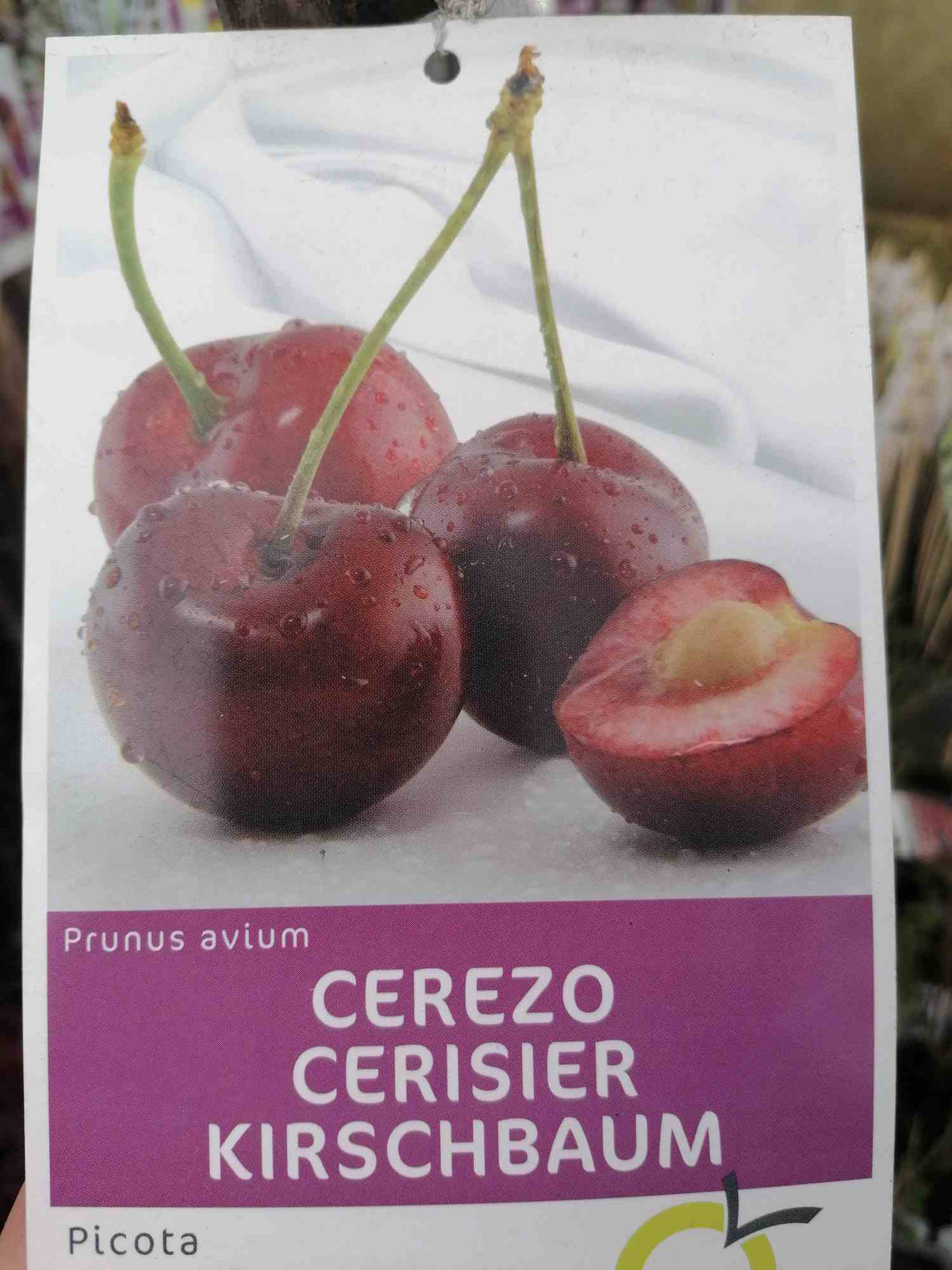 Třešeň - Prunus avium - Třešně - Ovocný strom