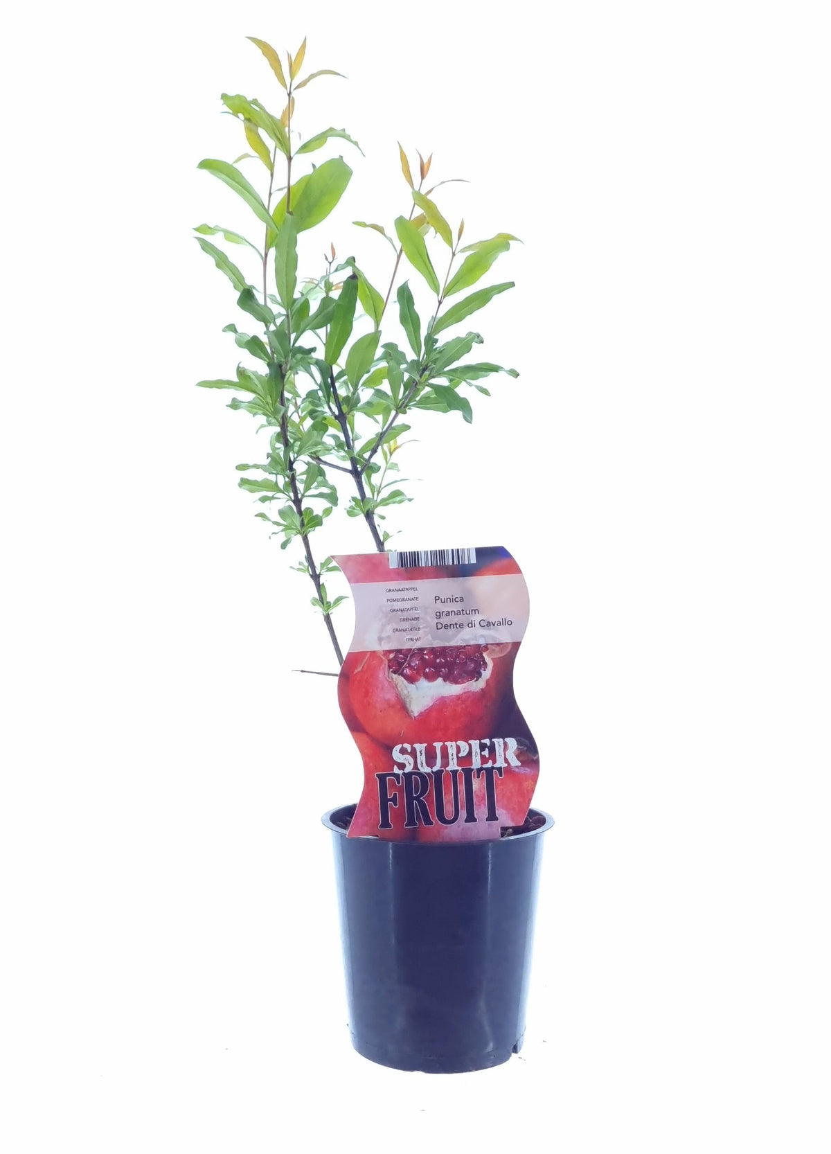 Granátové jablko 25-40 cm - Punica Granatum - Ovocný strom - Granátová jablka - Strom granátového jablka