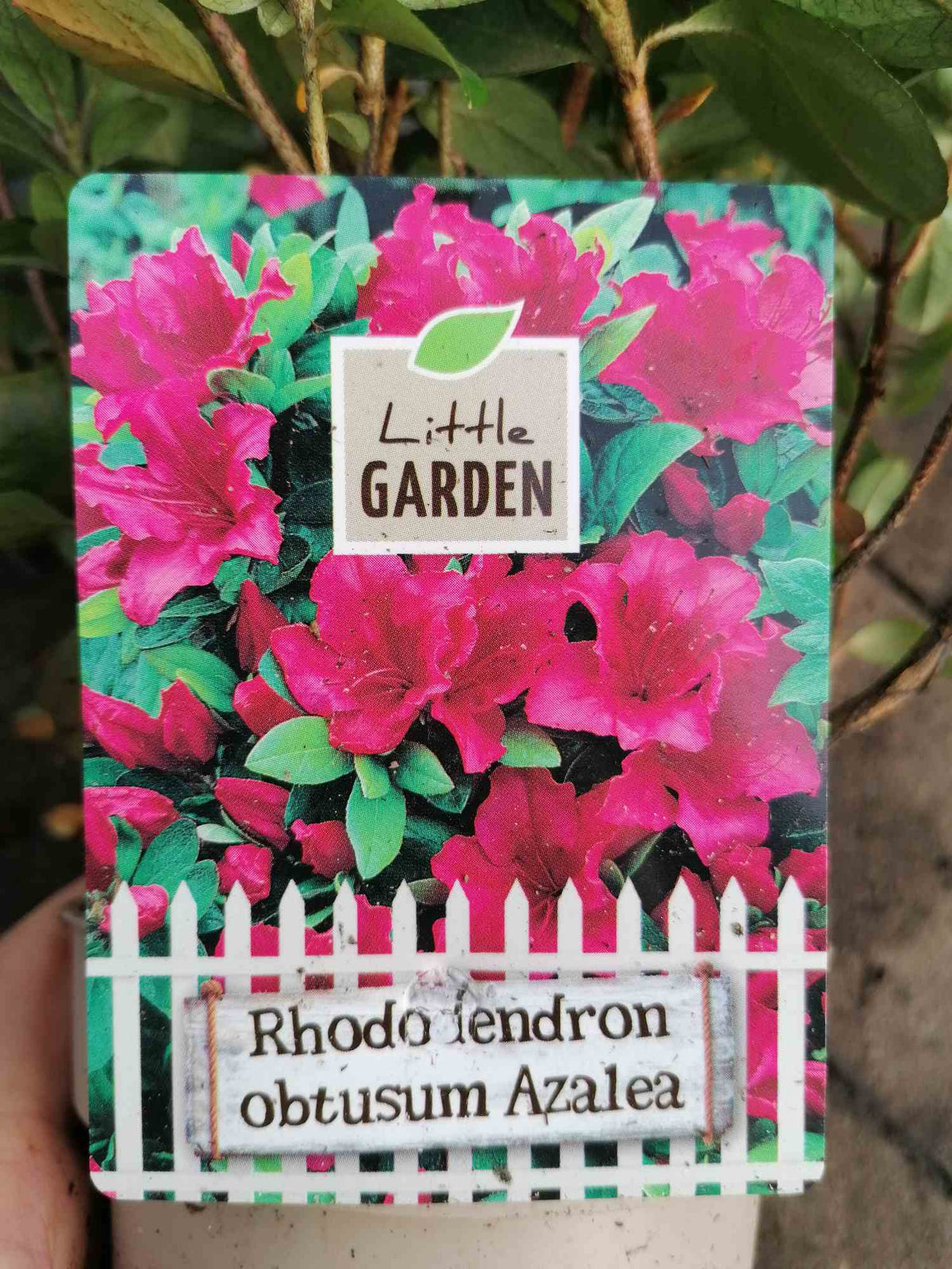 Japanische Azalee - Rhododendron obtusum