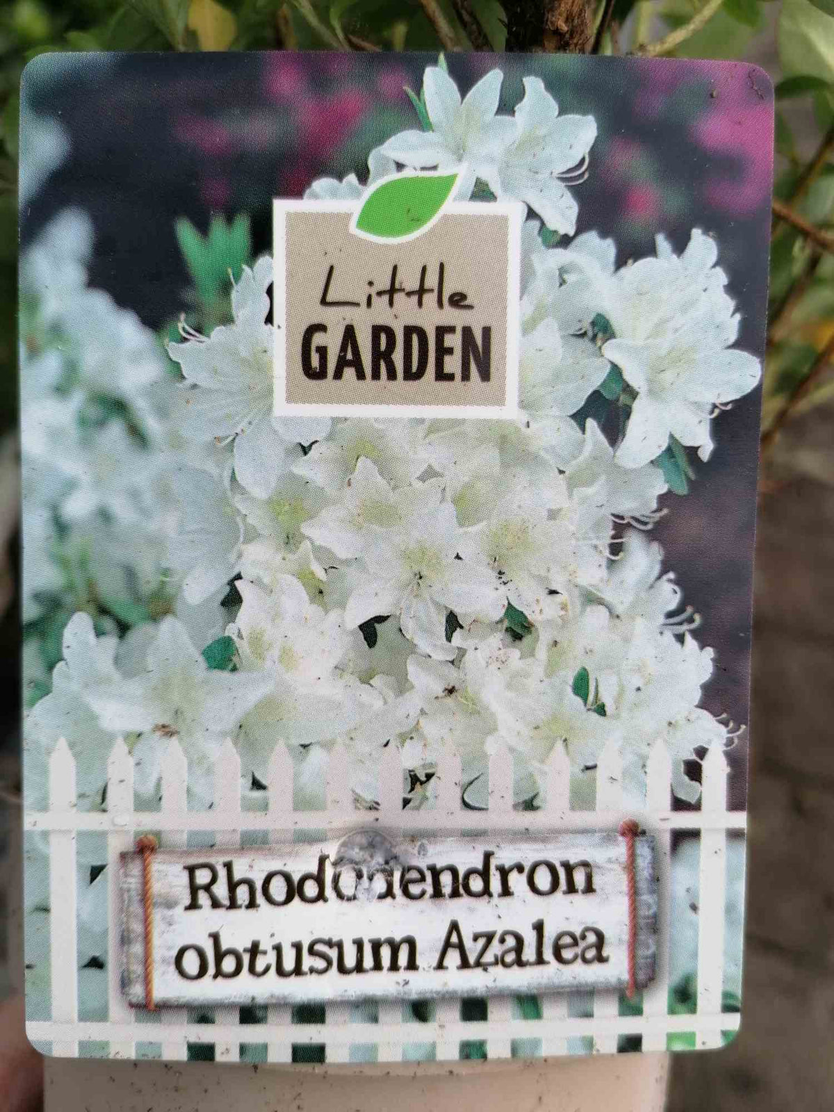 Japanische Azalee - Rhododendron obtusum