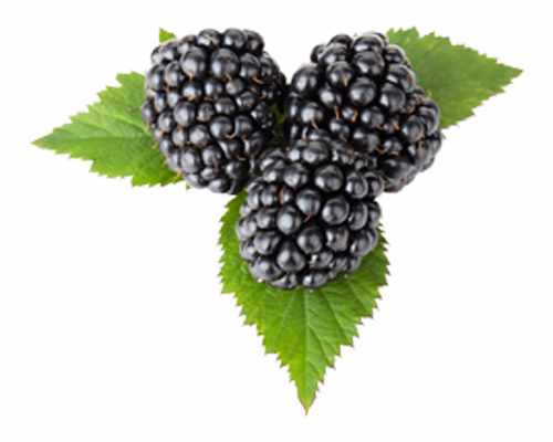 Brombeere - Rubus  fruticosus 'Himalaya'