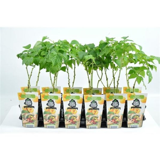 Rubus ideaus 'Fallgold' - Himbeere - gelbe Himbeere