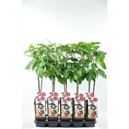 Süßkirsche 'Van'  selbstbestäubend Prunus avium Van