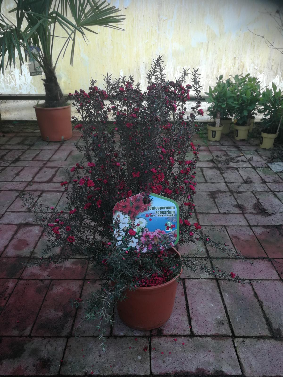 Myrta z jižního moře 40-45 cm Leptospermum scoparium - Manuka