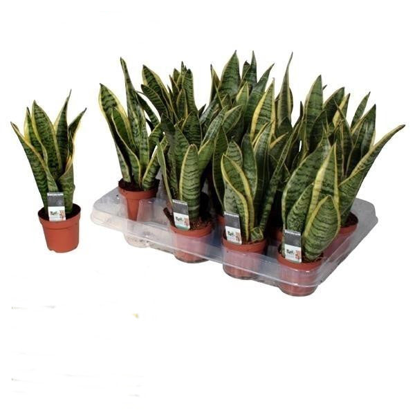 Sansevieria trifasciata Laurentii Bogenhanf  bessere Raumluft Zimmerpflanze
