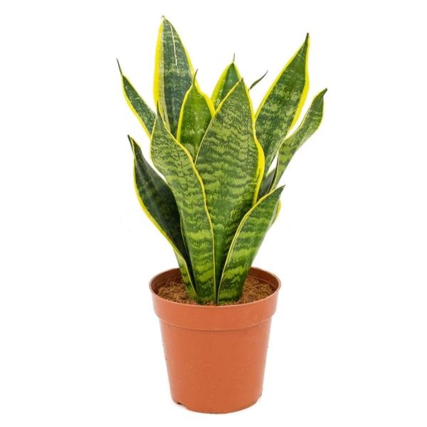 Sansevieria trifasciata Futura Superba bunter Bogenhanf