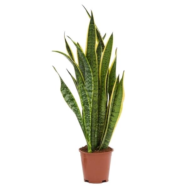 Sansevieria trifasciata Laurentii Bogenhanf  bessere Raumluft Zimmerpflanze