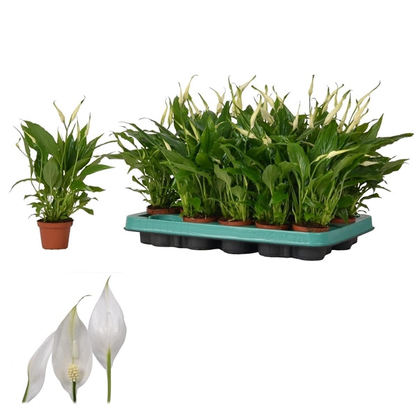 Spathiphyllum  - Einblatt Scheidenblatt Grünpflanze Zimmerpflanze bessere Raumlu
