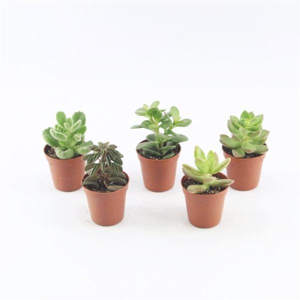 Sukkulenten im 5,5er Topf, 5 Sorten 8-15 cm - LEBENDWARE Succulenten