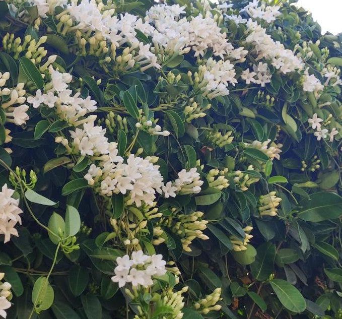 Stephanotis floribunda 150-200 cm am Stab - Kranzschlinge - mit weißen Blüten -  immergrüne Kletterpflanze - duftet sehr schön