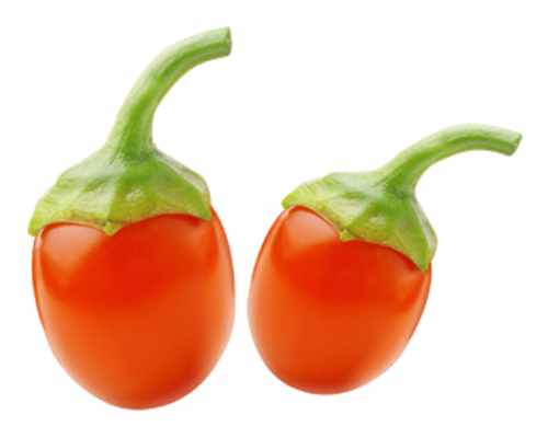 Goji-Beere Lycium barbarum Bocksdorne