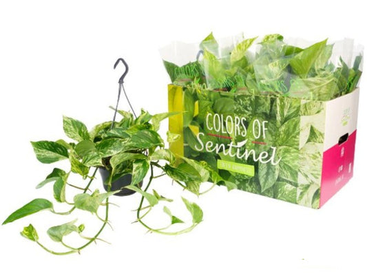 Epipremnum Marble Queen - Efeutute Ampel 40-44cm lange Ranken Rankpflanze Pflegeleicht Hängepflanze Zimmerpflanze