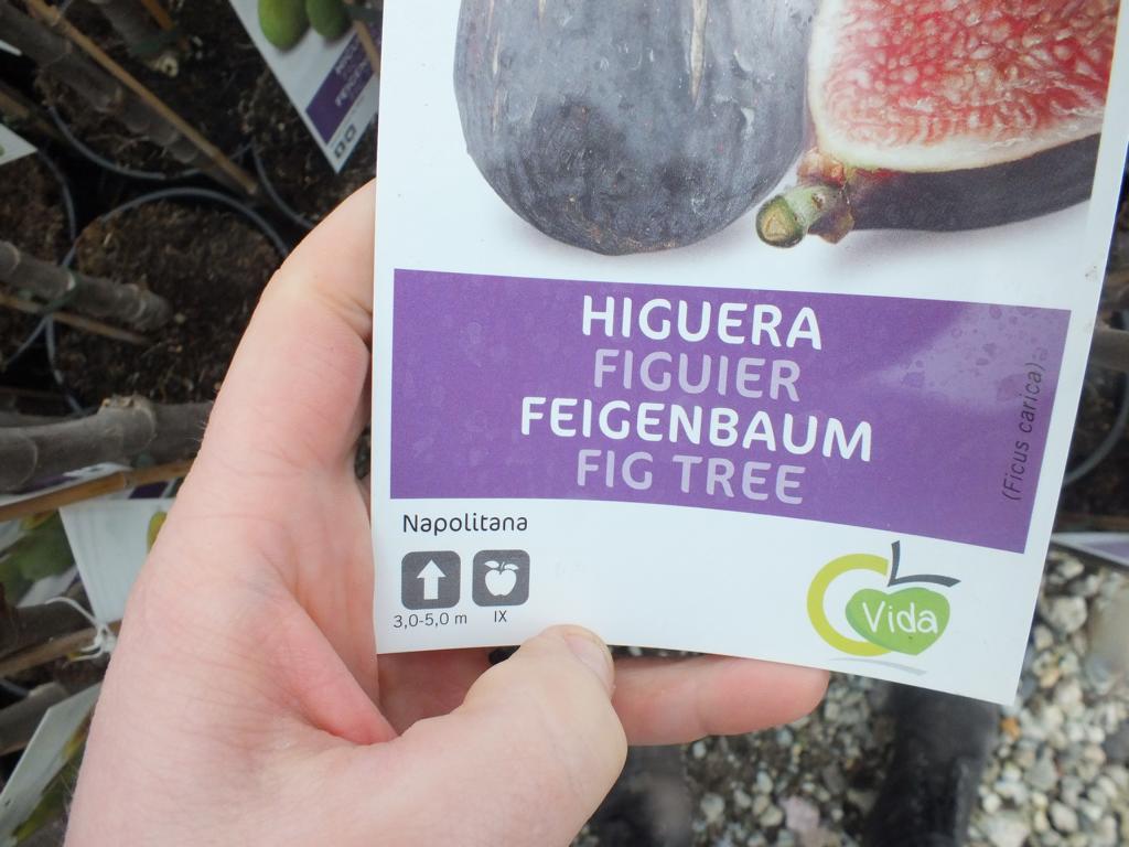 Fíkovník - Ficus carica Napolitana cca. 100 cm silný kmen ovocného stromu - pravý fík - mrazuvzdorný