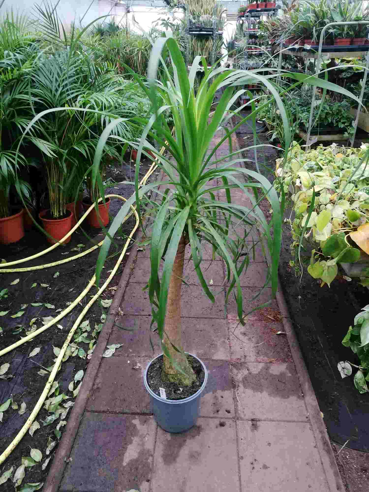 Elefantenfuß ANGEBOT 100-130 cm  Beaucarnea recurvata Flaschenbaum Wasserpalme Zimmerpflanze