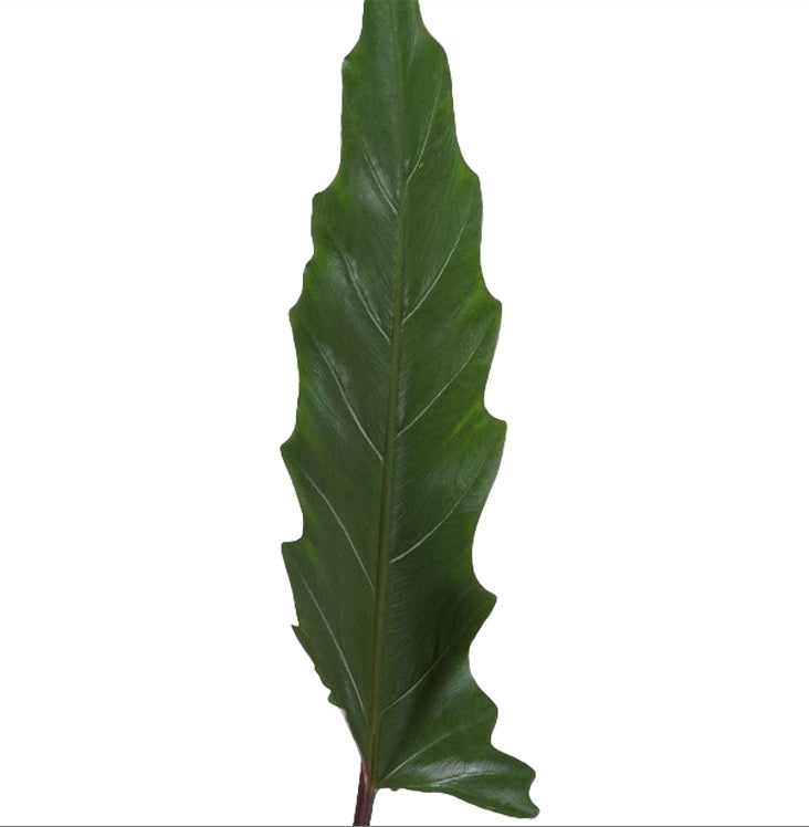Alocasia Lauterbachiana - Pfeilblatt - Zimmerpflanz - Grünpflanze