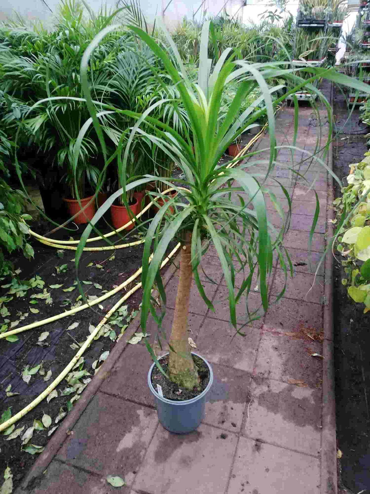 Elefantenfuß ANGEBOT 100-130 cm  Beaucarnea recurvata Flaschenbaum Wasserpalme Zimmerpflanze