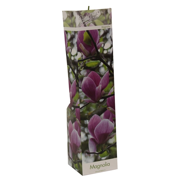 3 x Magnolien 30-40 cm 'Soulangeana', 'Susan' und 'Stellata' -Gartenpflanzen - Winterhart