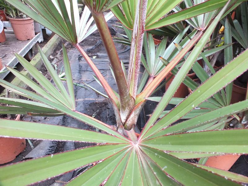 Latania lontaroides ca. 100 cm - Rote Latanpalme - Fächerpalme - Grünpflanze